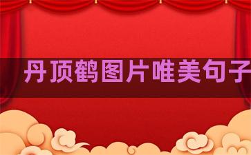 丹顶鹤图片唯美句子温柔